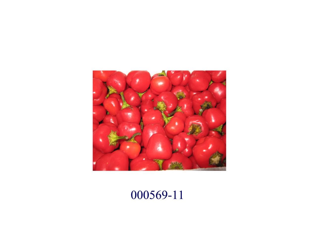 Frische, nicht zubereitete, ganze, rote Paprikafrüchte der Gattung „Capsicum“, ohne brennenden Geschmack, mit kurzem, grünen Stiel.
