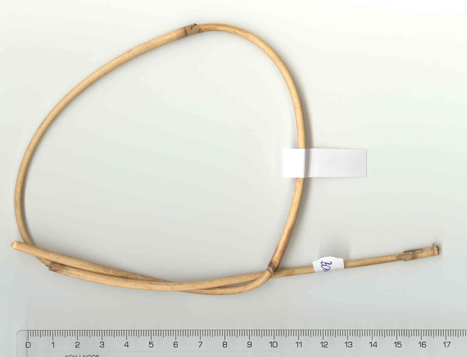 Rákos. 
Vzhled: přírodní materiál zbavený kůry v barvě světlého dřeva, o různých průměrech 1 - 6 mm, délce 0,80 – 6 m.
Deklarovaný způsob použití: na pletení v košíkářství, v zahradnictví, na koše na balóny, na nábytek atd.
Deklarovaný způsob balení: vázáno ve svazcích po 25 kg bez dalšího obalu.