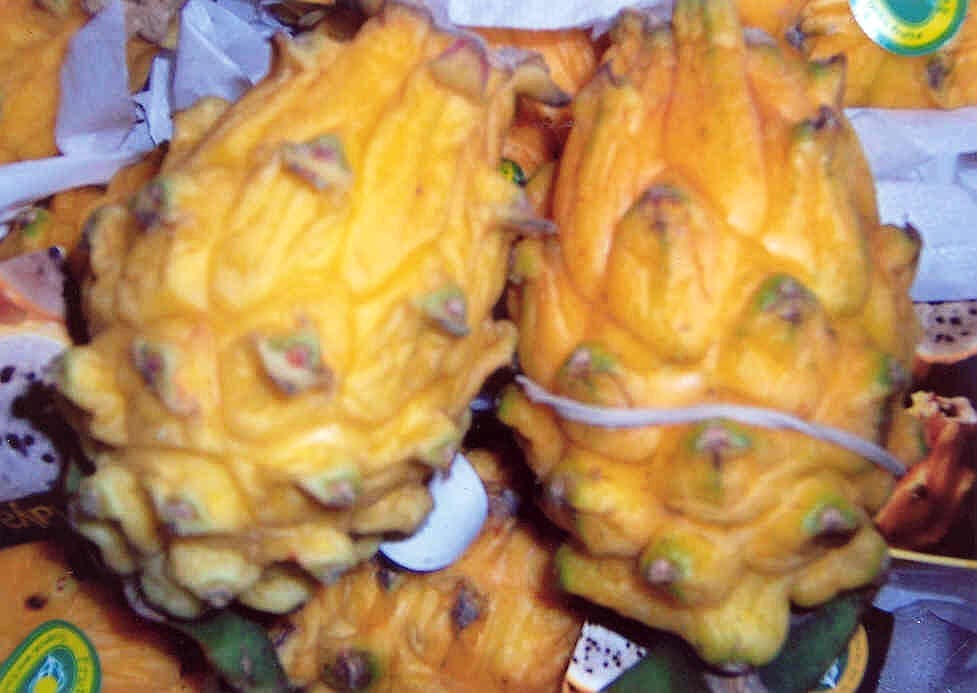 Pitahaya žlutá - (Selenicereus triangularis) - čerstvé exotické ovoce, určené k přímé spotřebě.
Deklarovaný popis zboží: Plod je oválného tvaru o délce cca 7 cm, povrch žlutý, silně zvrásněný, matný, slupka tuhá a silná. Dužina je zbarvena žlutě. 
Balení: 5 - 7 kusů nebo 9 – 12 kusů volně ložené.