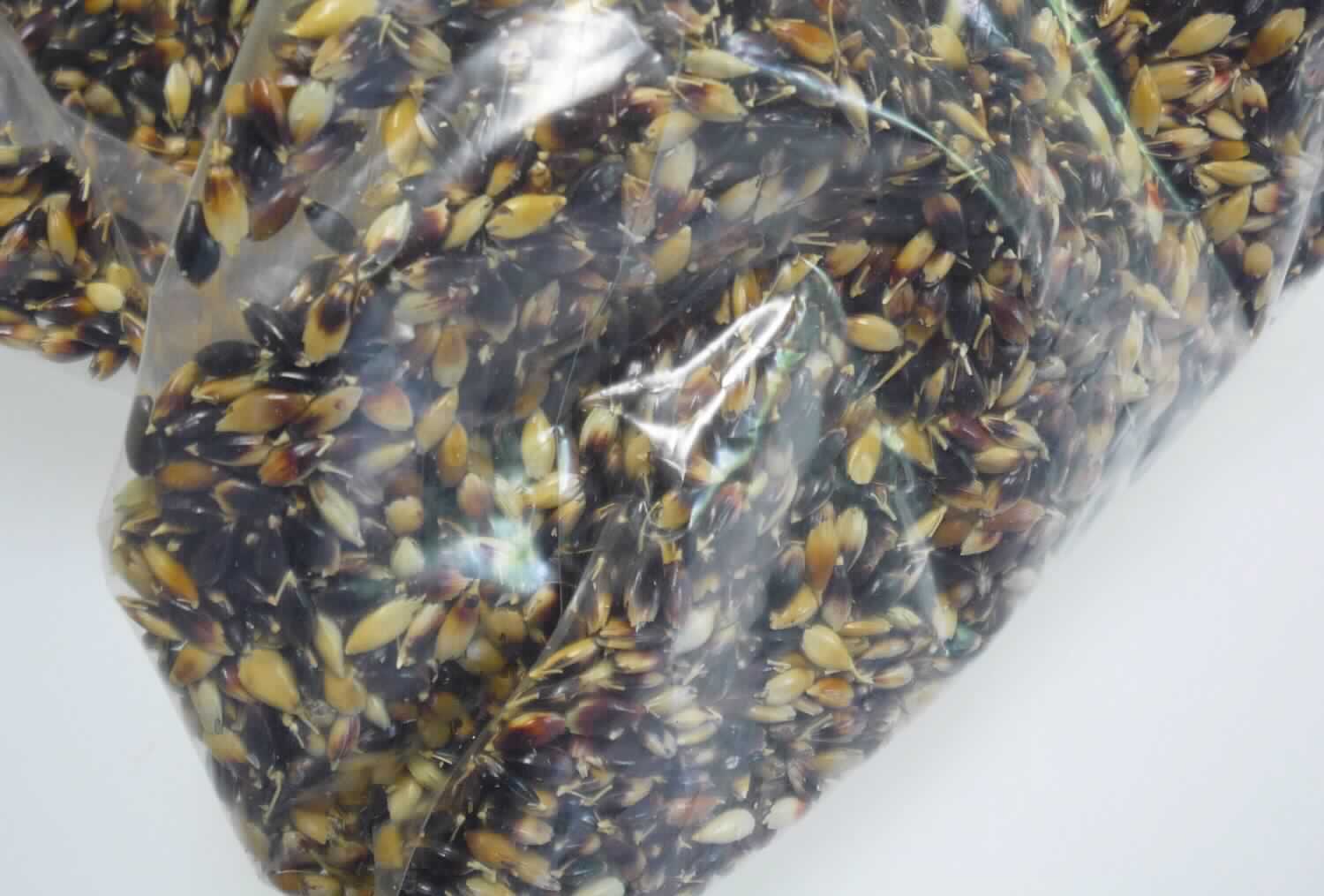 Nach den Angaben der Antragstellerin sowie dem vorliegenden Warenmuster handelt es sich um Samen der Art Sorghum sudanense (Piper) Stapf. Die Samen des Gras-Sorghum - auch Sudangras genannt - sind zur Aussaat bestimmt. 

Zolltarifrechtlich handelt es sich um "Samen zur Aussaat, von Futterpflanzen, von Gras-Sorghum der Art Sorghum sudanense".