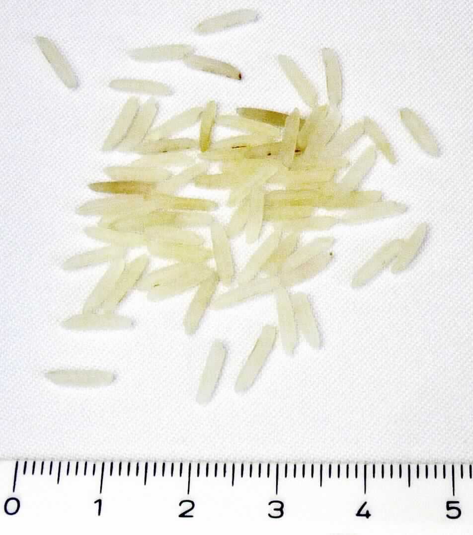 Reis

Antragsangaben: Basmatireis, parboiled, Reis in Großgebinden von 1000 - 1050 kg.

Äußere Beschaffenheit der vorgelegten Warenprobe: Augenscheinlich handelt es sich um eine hellgelbe Mischung aus langkörnigen, halbgeschliffenen sowie vollständig geschliffenen Reiskörnern, parboiled und geringen Mengen Bruchreis, verpackt in einem klarsichtigen Kunststoffbeutel. Augenscheinlich ist der Reis parboiled aber weder vorgekocht noch gegart, besitzen die Körner eine Länge von mehr als 6,0 mm und ein Verhältnis der Länge zur Breite von 3 oder mehr und liegt der größte Anteil als halbgeschliffener Langkornreis vor. 

Es liegt eine Mischung vor. Der halbgeschliffene Langkornreis (parboiled) bestimmt den Charakter der Ware. Es wird als zutreffend unterstellt, dass es sich hier um einen Basmatireis handelt.

Reis, halbgeschliffen, parboiled, langkörnig, mit einem Verhältnis der Länge zur Breite von 3 oder mehr, in unmittelbaren Umschließungen mit einem Gewicht des Inhalts von mehr als 20 kg, Duftreis, Basmatireis.
