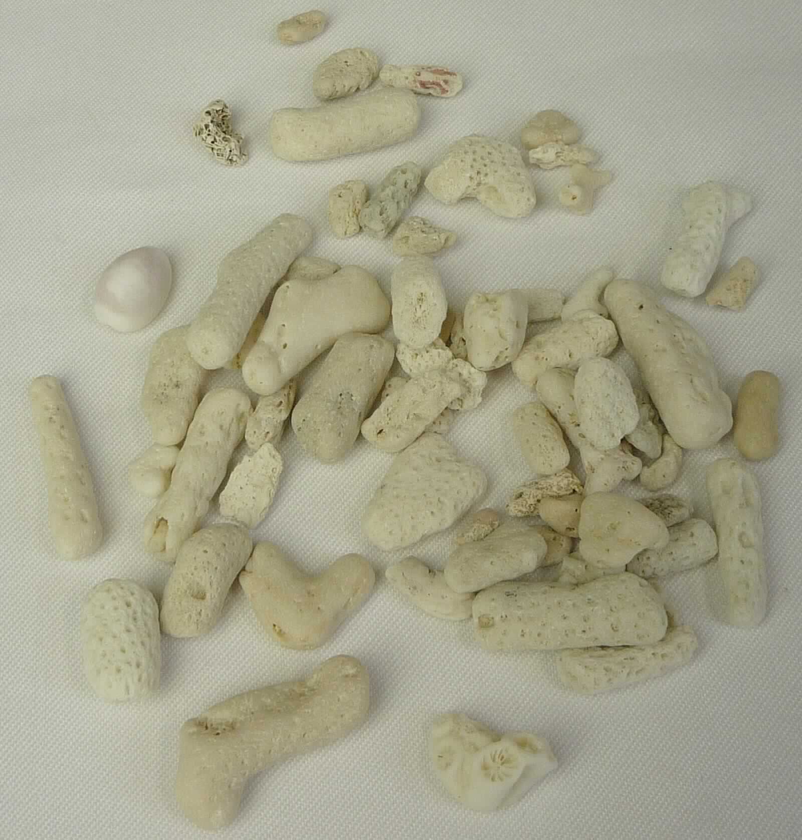 Nach den Antragsangaben, den ergänzenden Angaben und der vorliegenden Warenprobe handelt es sich um getrocknete, etwa 10 - 15 mm große Korallen-Bruchstücke, die keine über die Position 0508 hinausgehende Bearbeitung erfahren haben. 

Die Korallenstücke sind in verschiedenen Einzelhandelsverpackungen abgepackt und sind zu Dekorationszwecken bestimmt.

Zolltarifrechtlich handelt es sich um Korallen, roh oder einfach bearbeitet, aber nicht weiterverarbeitet, andere als in den Codenummern 0508 0000 10 0 und 0508 0000 20 0 genannt.