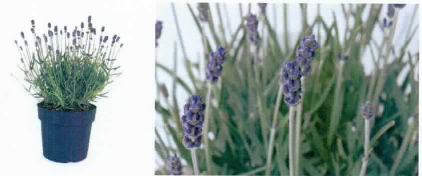 Lavandula angustifolia, Pflanze
- lebende Pflanzen/Stauden (Lavandula angustifolia Felice, Lavandula angustifolia Essence Purple,
  Lavandula stoechas; keine Bulben, Zwiebeln, Knollen, Wurzelknollen und Wurzelstöcke/Rhizome),
  mit Erdballen in einem dafür üblichen Kulturtopf eingepflanzt (lt. Antragsangaben), 
- werden üblicherweise vom Blumenhandel zu Pflanz- oder Zierzwecken geliefert.
(Abbildung siehe Anlage)

"Andere als in der Position 0601 sowie den Taric-Codes 0602 10 10 00 bis 0602 90 50 10 genannte, lebende Freiland-Pflanze"