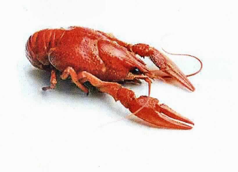 Nach den Angaben der Antragstellerin handelt es sich ganze, gekochte, gefrorene Süßwasserkrebse der Art Procambarus clarkii in ihrem Panzer aus der Überfamilie der Flusskrebse (Astacoidea).
Die Krebse sind in Beuteln á 1 kg verpackt. 

Zolltarifrechtlich handelt es sich um "Krebstiere in ihrem Panzer, gekocht, gefroren, andere als in den Unterpositionen (HS) 0306 11 bis 0306 19 genannt, nicht geräuchert, Süßwasserkrebse; hier: Krebstiere der Art Procambarus clarkii aus der Überfamilie der Flusskrebse".