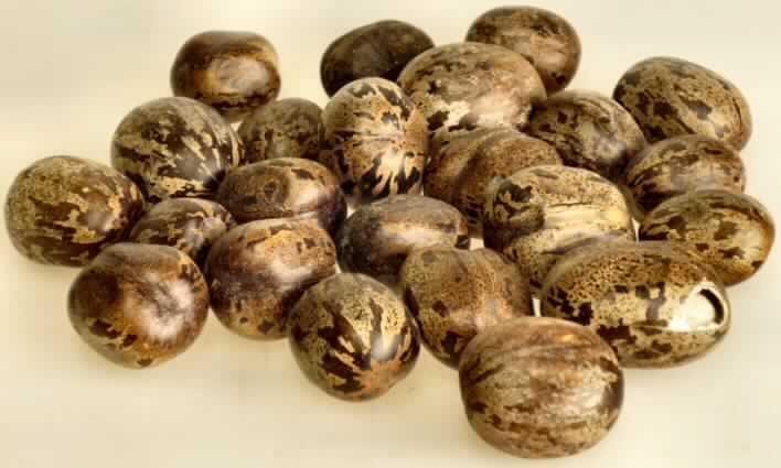 Laut Angaben der Antragstellerin und der vorgelegten Warenprobe handelt es sich um bis zu 2,5 cm große, braune, getrocknete Samen des Kautschukbaumes (Hevea brasiliensis, hier bezeichnet als Gummibaum).

Zolltarifrechtlich handelt es sich bei Samen des Kautschukbaumes um Forstsamen.