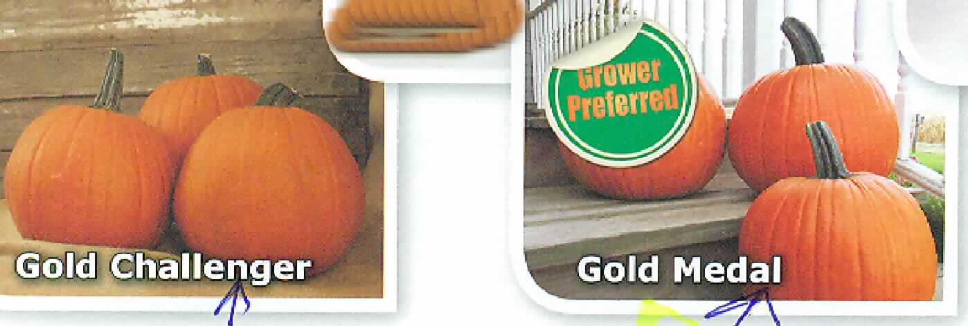 Nach Angaben des Antragstellers und den vorliegenden Warenproben handelt es sich um orangefarbene (augenscheinlich gebeizte) Samen mit Schale von Garten- oder Gemüsekürbissen der Art Cucurbita pepo (keine Ölsamen der Position 1207). Die daraus gezüchteten Kürbisse sollen zu Dekorationszwecken (Halloween) verkauft werden.

Es handelt sich um Samen folgender Sorten:
Gold Challenger F1
Gold Fever F1
Gold Standard F1
Prankster F1
Touch of Autumn F1

Die Sorten Gold Medal F1 und Phantom F1 PMT waren ebenfalls Gegenstand des Antrags. Für diese Sorten konnte jedoch keine Probe vorgelegt werden. Diese Sorten sind somit nicht Bestandteil dieser vZTA.

Kürbisse werden als Gemüse vom Kapitel 7 erfasst, so dass zolltarifrechtlich Samen von Gemüsen -andere als Rote Rüben Samen- vorliegen.

Die Bestimmungen der Richtlinien über den Verkehr mit Saatgut und Pflanzen sind zu beachten.