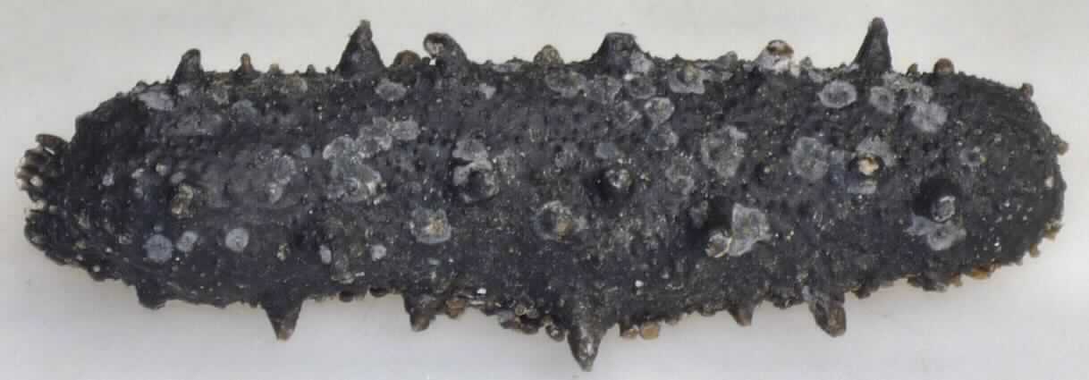 Nach den Antragsangaben und dem vorgelegten Warenmuster handelt es sich um eine nicht lebende Seegurke bzw. Seewalze der Art Apostichopus japonicus (syn. Stichopus japonicus). Die ca. 6 cm lange schwarze Seegurke mit einem Durchmesser von ca. 1,5 cm besitzt zahlreiche stachelig erscheinende Papillen an der Oberfläche. Sie ist lediglich getrocknet sowie gesalzen.

Zolltarifrechtlich handelt es sich bei derartigen Waren um "Wirbellose Wassertiere; andere als Krebstiere und Weichtiere; Seegurken (Stichopus japonicus, Holothurioidea); andere als lebend, frisch oder gekühlt".