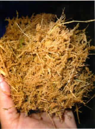 Bagasse

Antragsangaben (als zutreffend unterstellt): Bagasse (Zuckerrohrstroh), ohne Bindemittel oder sonstige Stoffe, für den Einsatz in Feuerungsanlagen, in Form von Großballen (1100 x 760 mm x 1500/1700 mm) bzw. als Bulk Cargo-Ladung (Massengutladung). Staufaktor 1 : 5. Die Kompaktierung führt nicht zu geänderten Eigenschaften der Bagasse.

Beschaffenheit des vorgelegten Warenmusters: Langfaserige, braune, lose Pflanzenteile, einer Bagasse (Zuckerrohrstroh) entsprechend. Es liegen keine Pellets oder Briketts vor. Die Kompaktierung hat die Struktur der Bagasse nicht verändert.