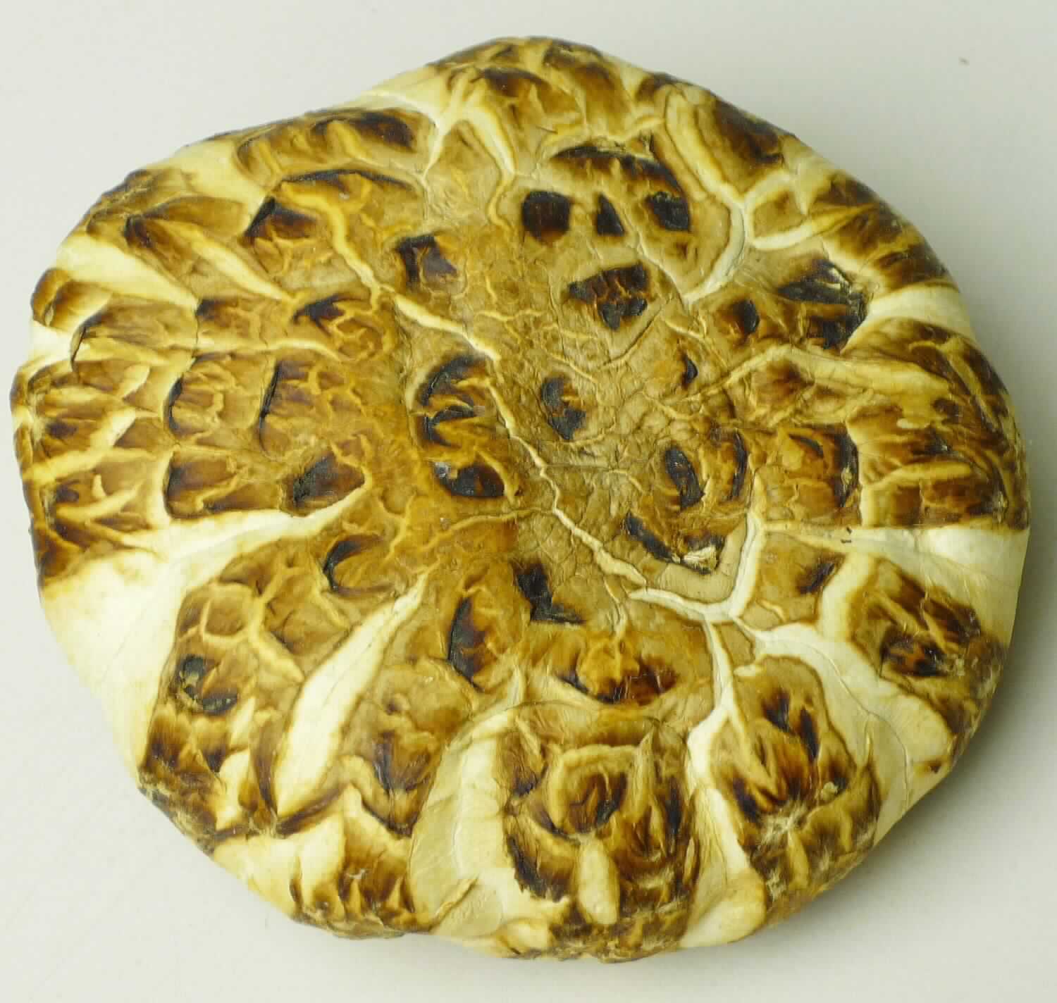 Getrocknete Pilz-Scheiben

Antragsangaben: Shiitake Pilz, ungegart getrocknet

Beschreibung des vorgelegten Warenmusters:
Getrockneter, sehr harter, beigefarbener Lamellenpilz. Der Hut ist mit einer dunkelbraunen, radial eingerissenen, mit dunklen Schuppen bedeckten Haut überzogen und auf der Unterseite zum Stiel hin stark eingerollt, die beigen Lamellen sind von einer vom Stiel ausgehenden beigen Membran weitgehend bedeckt. Der in der Mitte ansetzende, seitlich abgeknickte Stiel ist beige und hat einen Durchmesser von ca. 1,5 cm.
Das vorgelegte Warenmuster entspricht getrockneten Shiitakepilzen (Lentinula edodes). 

Pilze der Art Lentinula edodes, getrocknet, ganz, die keiner anderen Behandlung als einfachem Abpacken
für den Einzelverkauf unterworfen werden sollen; wegen der überwiegenden Verwendung zu Ernährungszwecken kein Medizinalpilz der Position 1211 der KN