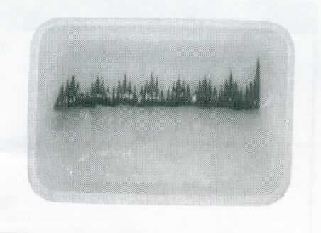 Nach den Angaben der Antragstellerin handelt es sich um rohe, gesalzene und tiefgefrorene Scheiben von Tintenfischen der Art Sepia pharaonis. Die als "Sepia Topping Premium (Art. 4954)" bezeichnete Ware ist zur Verwendung als Lebensmittel (z.B. Sushi-Topping) bestimmt. 

Jeweils 20 Scheiben sind zusammen auf einem Tray aus Kunststoff aufgemacht und in einem Beutel aus Kunststoff verpackt (Nettogewicht 160 g).

Zolltarifrechtlich handelt es sich um "Weichtiere, gefroren, gesalzen, Tintenfische, andere als in den Codenummern 0307 4321 00 0 bis 0307 4399 31 0 genannt; hier: Tintenfische der Art Sepia pharaonis".