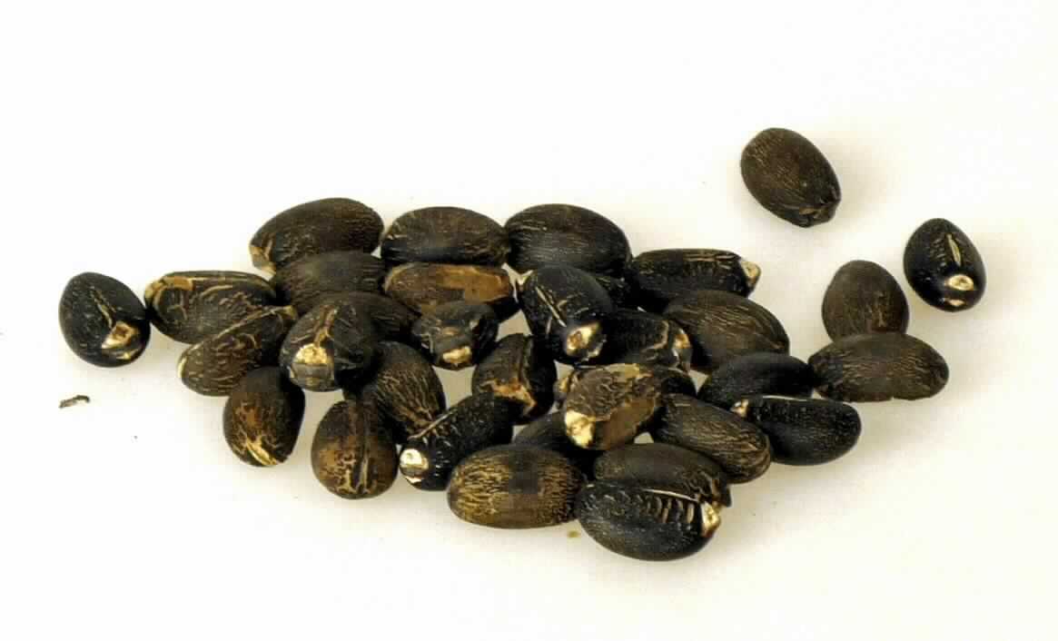 Nach den Angaben der Antragstellerin und der vorliegenden Warenprobe handelt es sich um getrocknete, ca. 2 cm lange und 1 cm dicke, schwarze Samen des Jatrophabaumes (Jatropha curcas) zum Zwecke der Aussaat.

Samen der Jatropha-Pflanze dienen auf Grund des hohen Anteils an fetten Ölen der Ölgewinnung.

Die Ware ist in Beuteln mit unterschiedlichen Packungsinhalten verpackt.

Zolltarifrechtlich handelt es sich um andere Ölsamen als in den Positionen 1201 bis 1206 und in den Codenummern 1207 1000 00 0 bis 1207 9920 10 0 genannt, zur Aussaat.

Die Bestimmungen der Richtlinien über den Verkehr mit Saatgut und Pflanzen sind zu beachten.