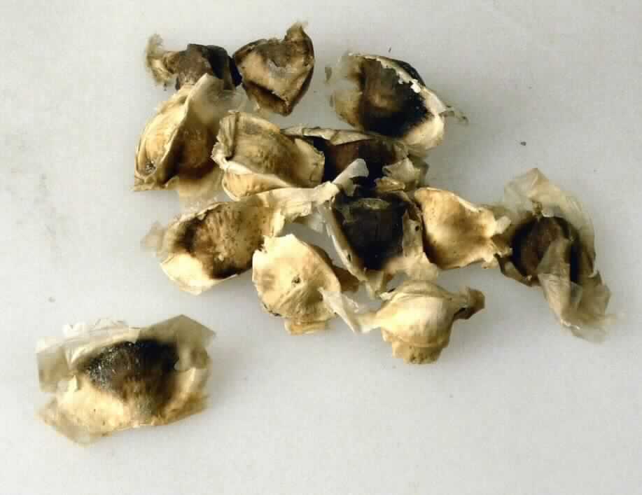 Nach den Angaben der Antragstellerin und der vorliegenden Warenprobe handelt es sich um getrocknete, hellbraune Samen des Meerrettichbaumes (Moringa oleifera). 

Samen des Meerrettichbaumes dienen auf Grund des hohen Anteils an fetten Ölen der Ölgewinnung. Eine anderweitige Verwendung z. B. in der Küche steht der Einreihung nicht entgegen.

Die Ware ist in Beuteln mit unterschiedlichen Packungsinhalten verpackt.

Zolltarifrechtlich handelt es sich um andere Ölsamen als in den Positionen 1201 bis 1206 und in den Codenummern 1207 1000 00 0 bis 1207 9996 10 0 genannt, nicht zur Aussaat.