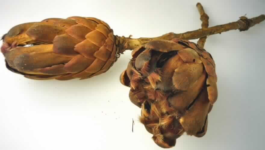 "Protea Grandiceps"
- verholzte, getrocknete und bestielte Blütenstände von Protea Grandiceps,
- mit von Hochblättern umschlossenen Blütenorganen,
- wird üblicherweise vom Blumenhandel zu Zierzwecken geliefert.
(Abbildung siehe Anlage)

"Schnittblumen zu Binde- und Zierzwecken, getrocknet; sog. Protea Grandiceps"