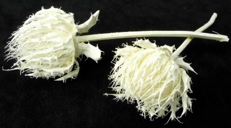 Berkheya barbata
- getrocknete, bestielte und gebleichte Blütenknospen von Berkheya barbata,
- mit von Hochblättern umhüllten Blütenorganen,
- wird üblicherweise vom Blumenhandel zu Zierzwecken geliefert.
(Abbildung siehe Anlage)

"Gebleichte Blütenknospen zu Binde- und Zierzwecken, getrocknet"
