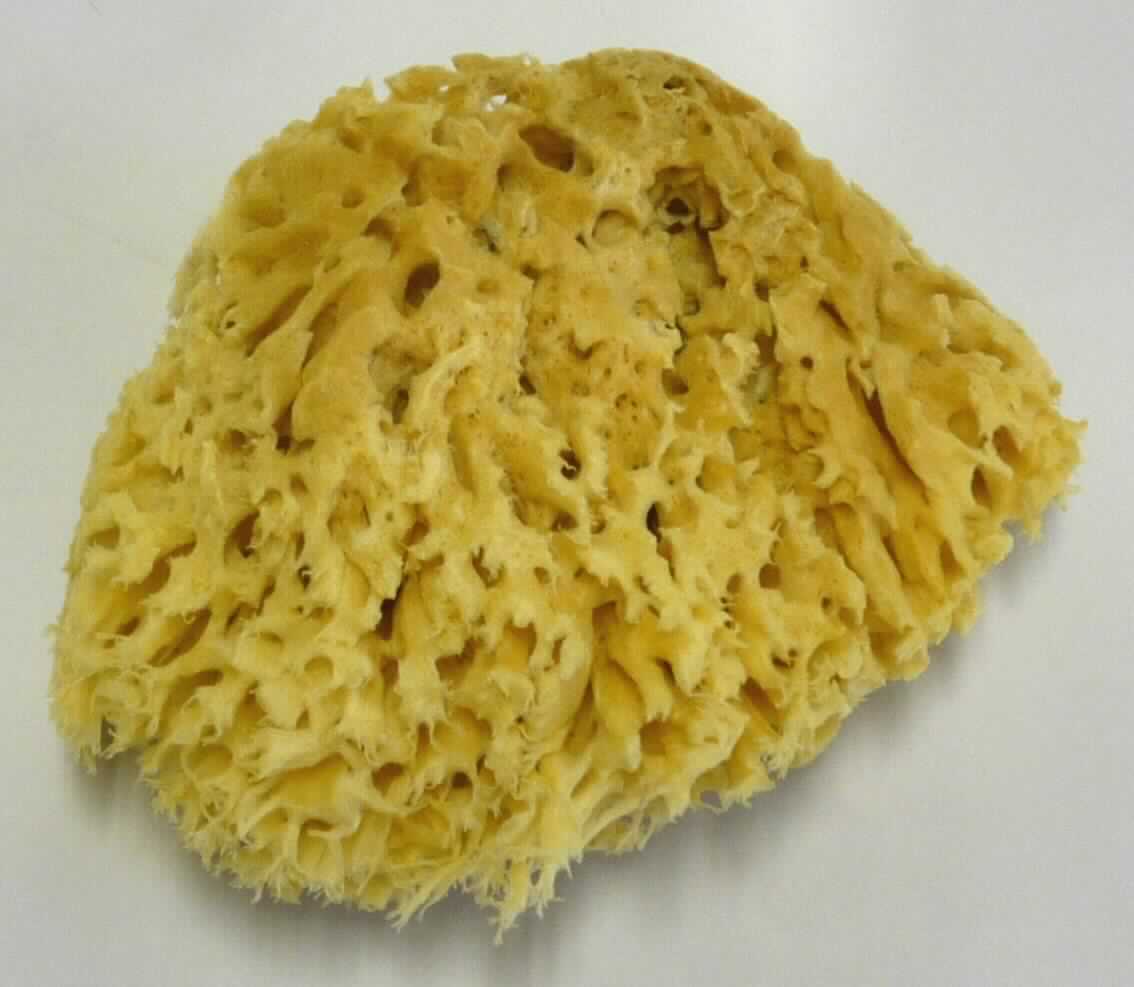 Nach den Angaben der Antragstellerin handelt es sich um einen natürlichen, getrockneten, zugeschnittenen und gebleichten Schwamm von Tieren der Art Spongia graminea. 
Der etwa 13,5 cm große, gelbliche Schwamm ist in einem Polybeutel mit Pappaufhänger als sog. Effect Line Natur- Schwamm zum Auftragen von Farben auf Wände (Artikelnummer: 960010149) für den Einzelverkauf aufgemacht.

Zolltarifrechtlich handelt es sich um "Waren tierischen Ursprungs, anderweit weder genannt noch inbegriffen, natürliche Schwämme tierischen Ursprungs, nicht roh".