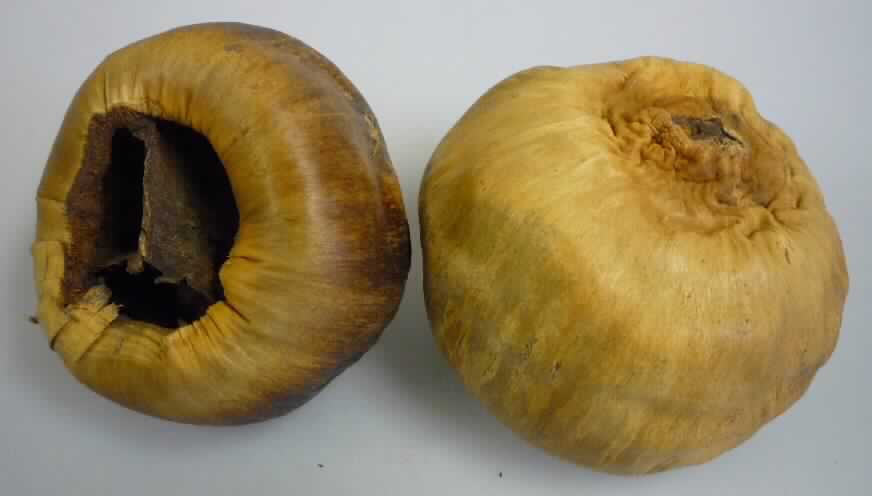 Borassus Flabellifer
- ausgebildeter, lediglich getrockneter, leerer Fruchtstand der Palmyrapalme (Borassus
  Flabellifer, lt. Antrag) mit einem Durchmesser von ca. 9 cm,
- ohne Blüten und Blütenknospen,
- zu Binde- und Zierzwecken geeignet,
- wird üblicherweise vom Blumenhandel angeboten.
(Abbildung siehe Anlage)

"Andere Pflanzenteile, ohne Blüten und Blütenknospen, keine Moose und Flechten, zu Binde- oder Zierzwecken, 
nur getrocknet; sog. Talami Kopf (Borassus Flabellifer)"
