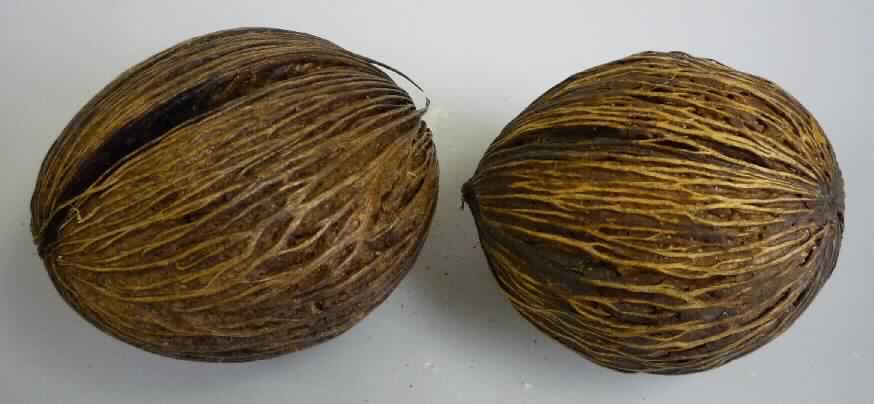 Mintolla Ball
- ovale Frucht des Zerberusbaum (Cerbera Odollam), nur getrocknet, für den menschlichen
  Verzehr nicht geeignet (giftig),
- zu Binde- und Zierzwecken geeignet,
- wird üblicherweise im Blumenhandel angeboten.
(Abbildung siehe Anlage)

"Andere Pflanzenteile, ohne Blüten und Blütenknospen, keine Moose und Flechten, nur getrocknet; Mintolla Ball"