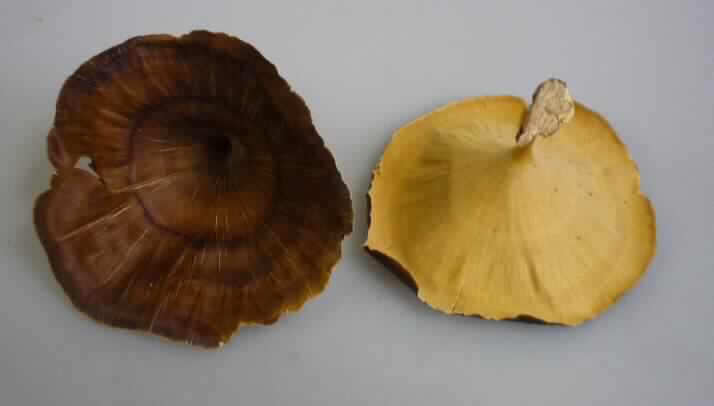 Golden Mushroom
- lediglich getrockneter, ungenießbarer Pilz der Gattung Polyporus (lt. Antrag),
- Abmessungen: ca. 6 x 5 cm,
- zu Binde- und Zierzwecken geeignet,
- wird üblicherweise im Blumenhandel angeboten.
(Abbildung siehe Anlage)

"Andere Pflanzenteile, ohne Blüten und Blütenknospen, keine Moose und Flechten, nur getrocknet; 
 sog. Golden Mushroom"