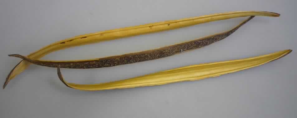 Khira
- riemenförmige, ca. 1,5 cm breite, ca. 30 cm lange, lediglich getrocknete, leere Fruchtschalen des Kurchibaums
  (Holarrhena Antidysenterica), in verschieden Längen, nicht genießbar,
- zu Binde- und Zierzwecken geeignet,
- wird üblicherweise im Blumenhandel angeboten.
(Abbildung siehe Anlage)

"Andere Pflanzenteile, ohne Blüten und Blütenknospen, keine Moose und Flechten, nur getrocknet; sog. Khira"
