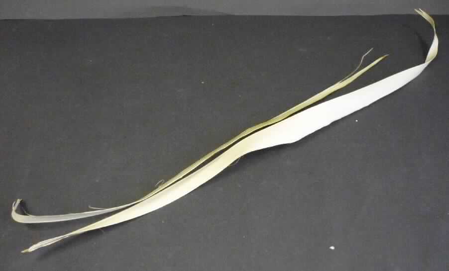 Palmenblatt
- ca. 110 cm langes, lediglich getrocknetes Blatt der Palmyrapalme (Borassus Flabellifer lt. Antragsteller),
- zu Binde- und Zierzwecken geeignet,
- wird üblicherweise im Blumenhandel angeboten.
(Abbildung siehe Anlage)

"Andere Pflanzenteile, ohne Blüten und Blütenknospen, keine Moose und Flechten, nur getrocknet; sog. Sun Palm (Borassus Flabellifer)"