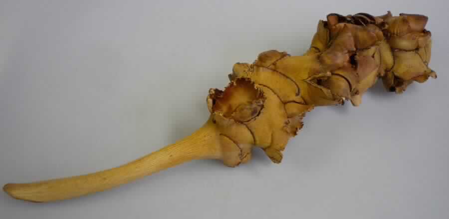 Palm Blute Stick
- ca. 42 cm lange, lediglich getrocknete verholzte Rispe der Palmyrapalme (Borassus
  Flabellifer) mit schalenförmigen leeren Fruchtständen,  
- zu Binde- und Zierzwecken geeignet,
- wird üblicherweise vom Blumenhandel angeboten.
(Abbildung siehe Anlage)

"Andere Pflanzenteile, ohne Blüten und Blütenknospen, keine Moose und Flechten, nur getrocknet; 
Palm Blute Stick"