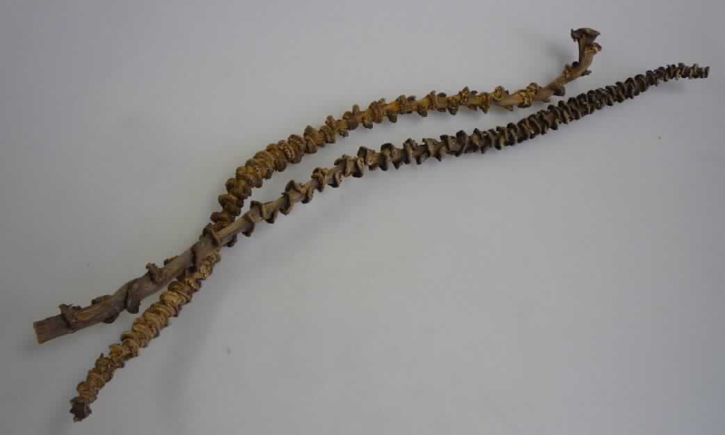"Banana Stem"
- lediglich getrocknete, ca. 45 cm lange, nicht verholzte Stängel der Blütenstände von
  Bananenpflanzen (lt. Antragsteller ), 
- zu Binde- oder Zierzwecken geeignet und bestimmt,
- wird üblicherweise im Blumenhandel angeboten.
(Abbildung siehe Anlage)

"Andere Pflanzenteile, ohne Blüten und Blütenknospen, keine Moose und Flechten, zu Binde- oder Zierzwecken, nur getrocknet, sog. Banana Stem"