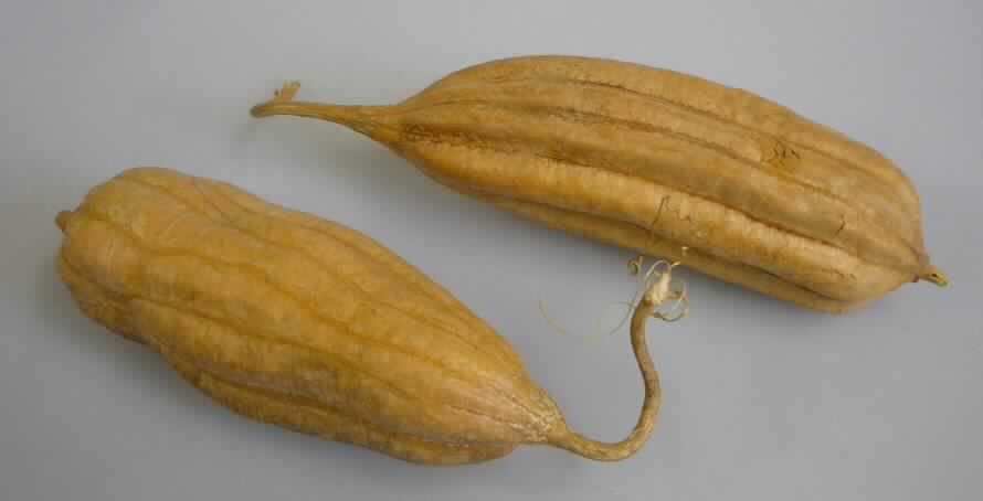 Getrocknete Luffa acutangula-Früchte für den Floristenhandel

Eine Warenprobe und vertrauliche Antragsangaben lagen vor.
Als Muster etikettierter Cellophanbeutel, Etikettaufdruck "Item Name -  Jhinga 10 - 20 cm Large - 
Botanical Name - Luffa acutangula-Derivative of"; darin:
Ca. 11 cm lange und 4 cm dicke gurkenförmige, am Stielansatz spitz zulaufende, getrocknete, hellbraune 
Beere mit 10 markanten Längsrillen, darin 3 sich durch die ganze Frucht ziehende, im Querschnitt radiär 
angeordnete Hohlräume, die durch ein schwammartiges weiches Gewebe voneinander abgegrenzt sind. 
In den Hohlräumen sind zahlreiche ca. 1 cm lange und ca. 0,6 cm breite braunschwarze, flache, an einem 
Ende zugespitzte Samen enthalten.
Die Beeren entsprechen Literaturabbildungen von Flügelgurken (Luffa acutangula). Frische junge Früchte 
der Luffa werden als Gemüse verwendet.

Gemüse, getrocknet, von Kürbisgewächsen (Cucurbitaceae), hier Luffa acutangula