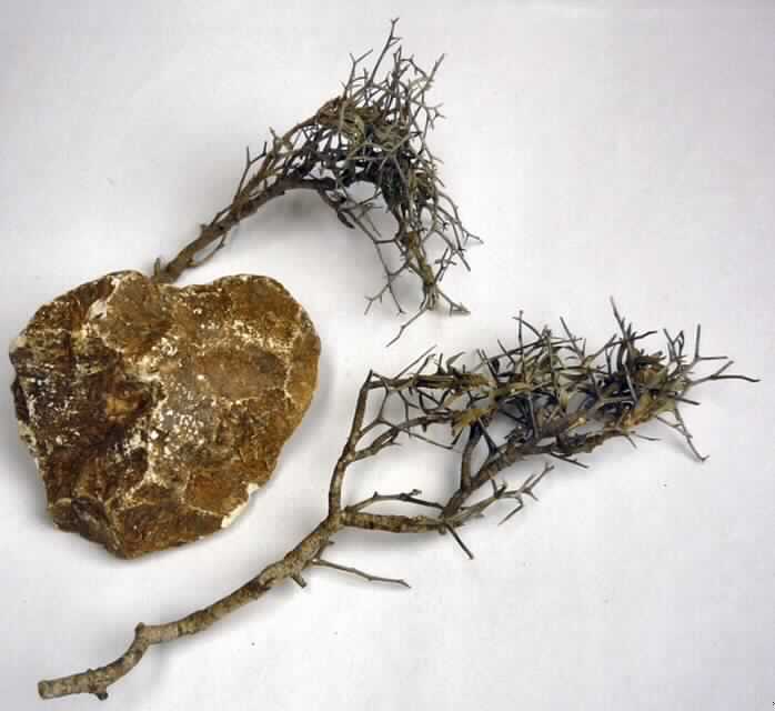 Trockenpflanze (sog. Steppenläufer)
- lediglich getrocknete, teils stachelige Zweige von Akazien (acacia lt. Antrag) in unterschiedlichen 
  Abmessungen (ca. 12 bzw. 19 cm lang),
- zu Binde- und Zierzwecken geeignet,
- wird üblicherweise im Blumenhandel angeboten
- zusammen in einem Deko-Set mit einem Naturstein (nicht Gegenstand dieser vZTA).
(Abbildung siehe Anlage)

"Andere Pflanzenteile als Moose und Flechten, ohne Blüten und Blütenknospen, zu Binde- und Zierzwecken, nur getrocknet; Akazienzweige (sog. Steppenläufer)"