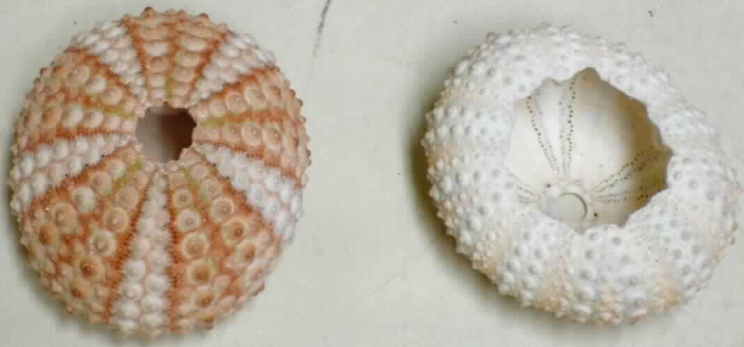Nach den Angaben der Antragstellerin und der vorgelegten Warenprobe handelt es sich um das hohle, innere Kalkskelett von Stachelhäutern (Seeigel/Echinoidea), das bis auf das Reinigen und Trocknen keine weitere Be- oder Verarbeitung erfahren hat.

Zolltarifrechtlich handelt es sich um einfach bearbeitete Schalen/Panzer von Stachelhäutern.
