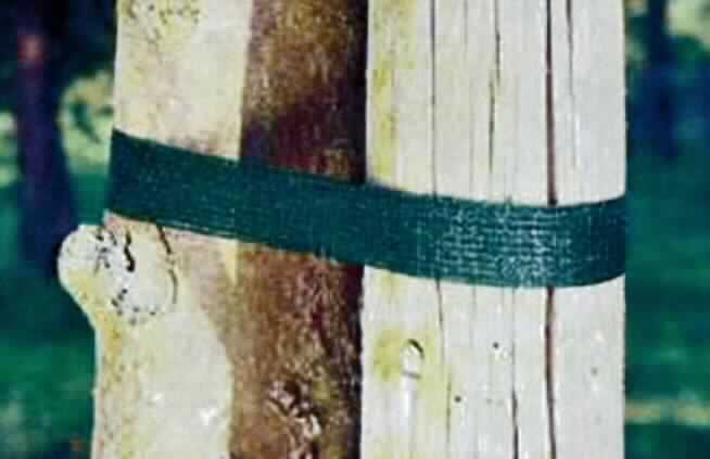Kettengewirke, sog. Baumband, Foto siehe Anlage,
- in einem Polybeutel mit 3 Baumbändern für den Einzelverkauf aufgemacht,
- als Meterware, laut Antrag mit einer Länge von 300 cm und einer Breite von 3 cm,
- mit gitterartigem Aussehen,
- ohne Flor- oder Schlingenoberfläche,
- aus Streifen aus synthetischer Spinnmasse (laut Etikett 100 % Polyethylen), mit einer 
  augenscheinlichen Streifenbreite von weniger als 5 mm (damit keine Ware des Kapitels 39),
- ohne Elastomergarne oder Kautschukfäden,
- an den Schmalseiten lediglich geschnitten,
- in Kettenwirktechnik hergestellt, somit keine Ware der Position 5806.

"Kettengewirke, mit einer Breite von weniger als 30 cm, andere als solche der Positionen 
 6001 und 6002, aus Streifen aus synthetischer Spinnmasse"