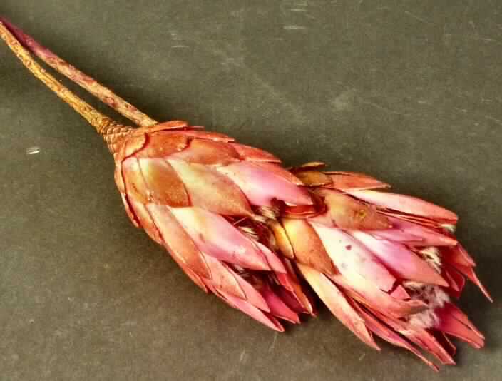 Getrocknete Blütenstände von Protea Repens

Ein Warenmuster lag vor.

Verholzte, getrocknete und bestielte, rötlich gefärbte Blütenstände von Protea Repens; 
Länge ca. 11 cm, mit Stiel ca. 40 cm.

Getrocknete Blütenstände von Protea Repens werden üblicherweise vom Blumenhandel zu Zierzwecken geliefert.

Blütenstände von Protea Repens, geschnitten, zu Binde- und Zierzwecken, getrocknet