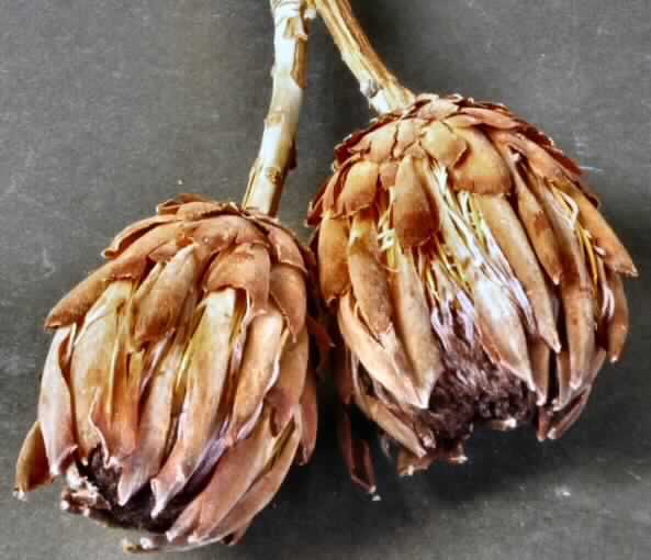 Getrocknete Blütenstände von Protea sylvia

Ein Warenmuster lag vor.

Verholzte, getrocknete und bestielte, braune bis rosafarbene Blütenstände von Protea sylvia; 
Länge ca. 10,5 cm, mit Stiel ca. 29 cm.

Getrocknete Blütenstände von Protea sylvia werden üblicherweise vom Blumenhandel zu 
Zierzwecken geliefert.

Blütenstände von Protea sylvia, geschnitten, zu Binde- und Zierzwecken, getrocknet