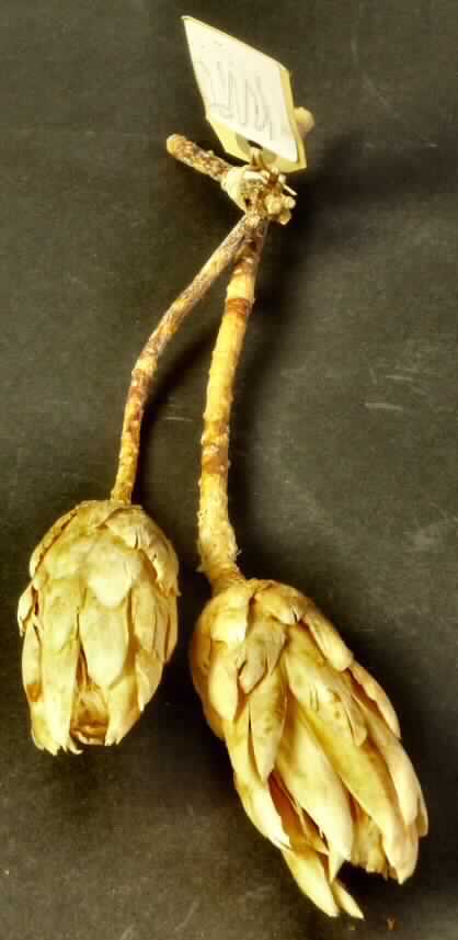 Getrocknete Blütenstände von Protea Repens

Ein Warenmuster lag vor.

Verholzte, getrocknete, gebleichte, bestielte, beigefarbene Blütenstände von Protea Repens; 
Länge ca. 12 cm, mit Stiel ca. 36 cm.

Getrocknete Blütenstände von Protea Repens werden üblicherweise vom Blumenhandel zu Zierzwecken geliefert.

Blütenstände von Protea Repens, geschnitten, zu Binde- und Zierzwecken, getrocknet