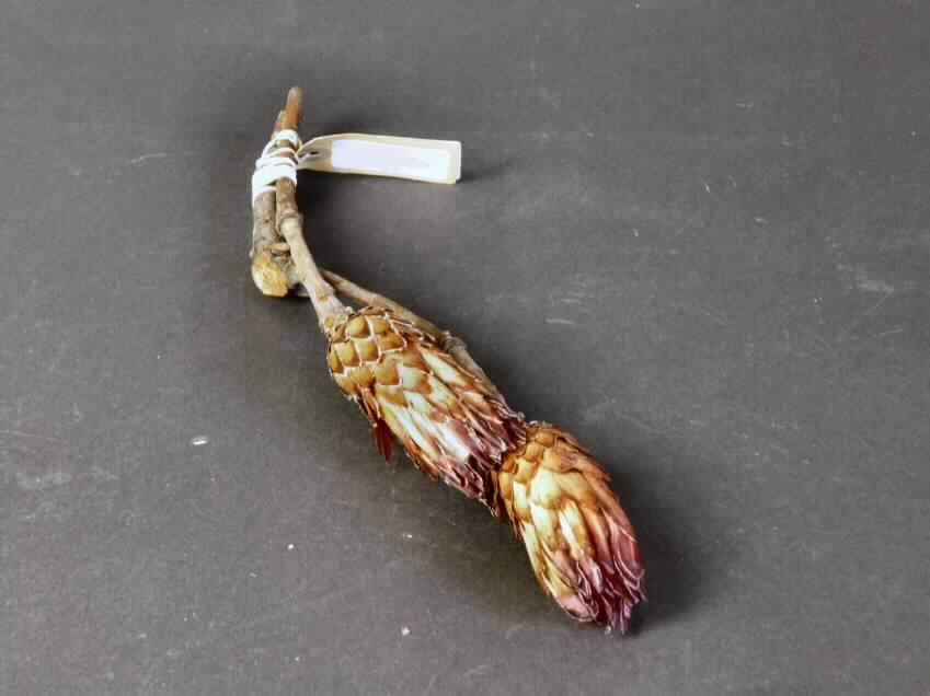 Getrocknete Blütenstände von Protea obtusifolia

Ein Warenmuster lag vor.

Verholzte, getrocknete und bestielte, braun bis violett gefärbte Blütenstände von Protea obtusifolia; Länge ca. 9,5 cm, mit Stiel ca. 33 cm.

Getrocknete Blütenstände von Protea obtusifolia werden üblicherweise vom Blumenhandel zu Zierzwecken geliefert.

Blütenstände von Protea obtusifolia, geschnitten, zu Binde- und Zierzwecken, getrocknet