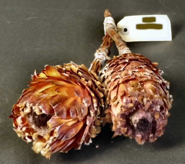 Getrocknete Blütenstände von Protea magnifica

Ein Warenmuster lag vor.

Verholzte, getrocknete und bestielte, braunrot gefärbte Blütenstände von Protea magnifica; Länge ca. 12,5 cm, mit Stiel ca. 32 cm.

Getrocknete Blütenstände von Protea magnifica werden üblicherweise vom Blumenhandel zu Zierzwecken geliefert.

Blütenstände von Protea magnifica, geschnitten, zu Binde- und Zierzwecken, getrocknet