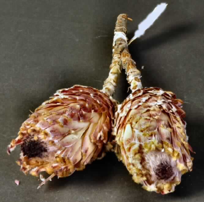 Getrocknete Blütenstände von Protea magnifica

Ein Warenmuster lag vor.

Verholzte, getrocknete und bestielte, hellbraun bis rosa gefärbte Blütenstände von Protea magnifica; Länge ca. 12,5 cm, mit Stiel ca. 34 cm.

Getrocknete Blütenstände von Protea magnifica werden üblicherweise vom Blumenhandel zu Zierzwecken geliefert.

Blütenstände von Protea magnifica, geschnitten, zu Binde- und Zierzwecken, getrocknet