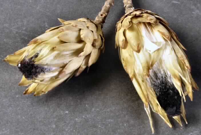Getrocknete Blütenstände von Protea longifolia

Ein Warenmuster lag vor.

Verholzte, getrocknete und bestielte, beigefarbene Blütenstände von Protea longifolia; 
Länge ca. 14 cm, mit Stiel ca. 28 cm.

Getrocknete Blütenstände von Protea longifolia werden üblicherweise vom Blumenhandel 
zu Zierzwecken geliefert.

Blütenstände von Protea longifolia, geschnitten, zu Binde- und Zierzwecken, getrocknet