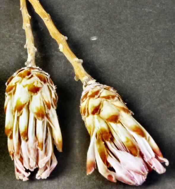 Getrocknete Blütenstände von Protea compacta

Ein Warenmuster lag vor.

Verholzte, getrocknete und bestielte, beigebraun bis violett gefärbte Blütenstände von Protea compacta; Länge ca. 10,5 cm, mit Stiel ca. 30 cm.

Getrocknete Blütenstände von Protea compacta werden üblicherweise vom Blumenhandel zu Zierzwecken geliefert.

Blütenstände von Protea compacta, geschnitten, zu Binde- und Zierzwecken, getrocknet