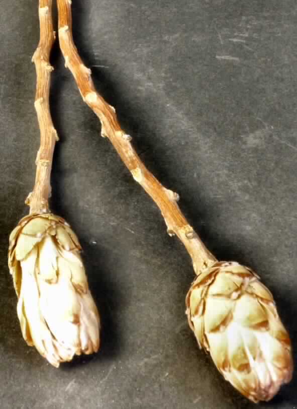 Getrocknete Blütenstände von Protea compacta

Ein Warenmuster lag vor.

Verholzte, getrocknete und bestielte, beige bis braun gefärbte Blütenstände von Protea compacta; Länge ca. 7,5 cm, mit Stiel ca. 33 cm.

Getrocknete Blütenstände von Protea compacta werden üblicherweise vom Blumenhandel zu Zierzwecken geliefert.

Blütenstände von Protea compacta, geschnitten, zu Binde- und Zierzwecken, getrocknet