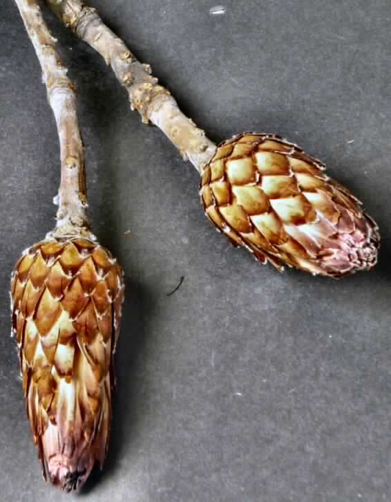 Getrocknete Blütenstände von Protea obtusifolia

Ein Warenmuster lag vor.

Verholzte, getrocknete und bestielte, braunrot gefärbte Blütenstände von Protea obtusifolia; Länge ca. 8,5 cm, mit Stiel ca. 32 cm.

Getrocknete Blütenstände von Protea obtusifolia werden üblicherweise vom Blumenhandel zu Zierzwecken geliefert.

Blütenstände von Protea obtusifolia, geschnitten, zu Binde- und Zierzwecken, getrocknet