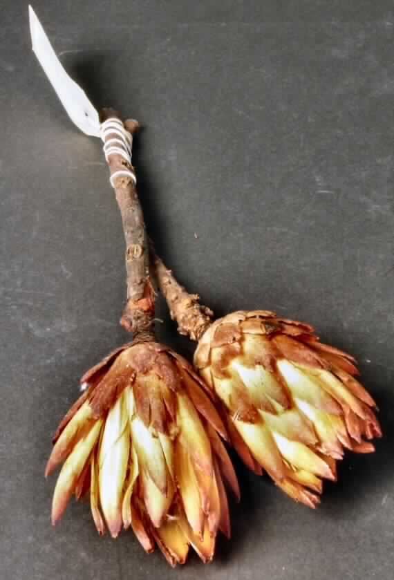 Getrocknete Blütenstände von Protea Repens

Ein Warenmuster lag vor.

Verholzte, getrocknete und bestielte, rötlich gefärbte Blütenstände von Protea Repens; 
Länge ca. 12 cm, mit Stiel ca. 31 cm.

Getrocknete Blütenstände von Protea Repens werden üblicherweise vom Blumenhandel zu Zierzwecken geliefert.

Blütenstände von Protea Repens, geschnitten, zu Binde- und Zierzwecken, getrocknet