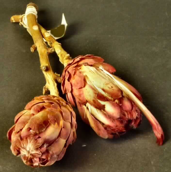 Getrocknete Blütenstände von Protea grandiceps

Ein Warenmuster lag vor.

Verholzte, getrocknete und bestielte, braun bis violett gefärbte Blütenstände von Protea grandiceps; 
Länge ca. 13 cm, mit Stiel ca. 36 cm.

Getrocknete Blütenstände von Protea grandiceps werden üblicherweise vom Blumenhandel zu 
Zierzwecken geliefert.

Blütenstände von Protea grandiceps, geschnitten, zu Binde- und Zierzwecken, getrocknet