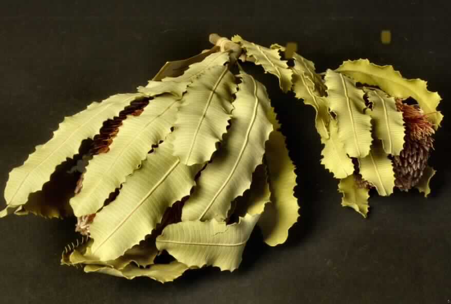 Getrocknete Blütenstände von Banksia speciosa

Ein Warenmuster lag vor.

Getrockneter, verholzter, brauner Zweig mit blassgrünen, linealen, gezähnten Blättern (Länge ca. 16 cm; Breite ca. 3 cm) und einem zapfenartigen Blütenstand (Länge ca. 10 cm; Durchmesser ca. 8 cm) mit vielen schlanken, rötlich gefärbten Einzelblüten; Gesamtlänge ca. 32 cm.

Getrocknete Blütenstände von Banksia speciosa werden üblicherweise vom Blumenhandel zu Zierzwecken geliefert.

Blütenstände von Banksia speciosa, geschnitten, zu Binde- und Zierzwecken, getrocknet