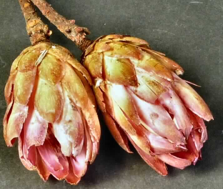 Getrocknete Blütenstände von Protea Repens

Ein Warenmuster lag vor.

Verholzte, getrocknete und bestielte, hellbraun bis pinkfarbene Blütenstände von Protea Repens; 
Länge ca. 11 cm, mit Stiel ca. 30 cm.

Getrocknete Blütenstände von Protea Repens werden üblicherweise vom Blumenhandel zu Zierzwecken geliefert.

Blütenstände von Protea Repens, geschnitten, zu Binde- und Zierzwecken, getrocknet