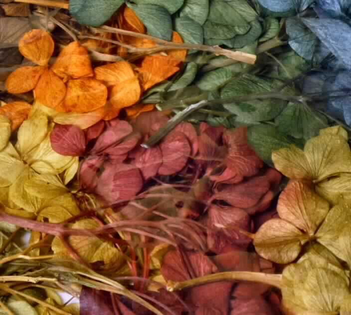 Getrocknete, gefärbte Blütenstände von Hydrangea macrophylla

Ein Warenmuster lag vor.

Getrocknete und gefärbte (orange, braun, grün und violett) Blütenstände von Hydrangea macrophylla.

Getrocknete und gefärbte Blütenstände von Hydrangea macrophylla werden üblicherweise vom Blumenhandel zu Zierzwecken geliefert.

Blütenstände von Hydrangea macrophylla, geschnitten, zu Binde- und Zierzwecken, getrocknet, gefärbt