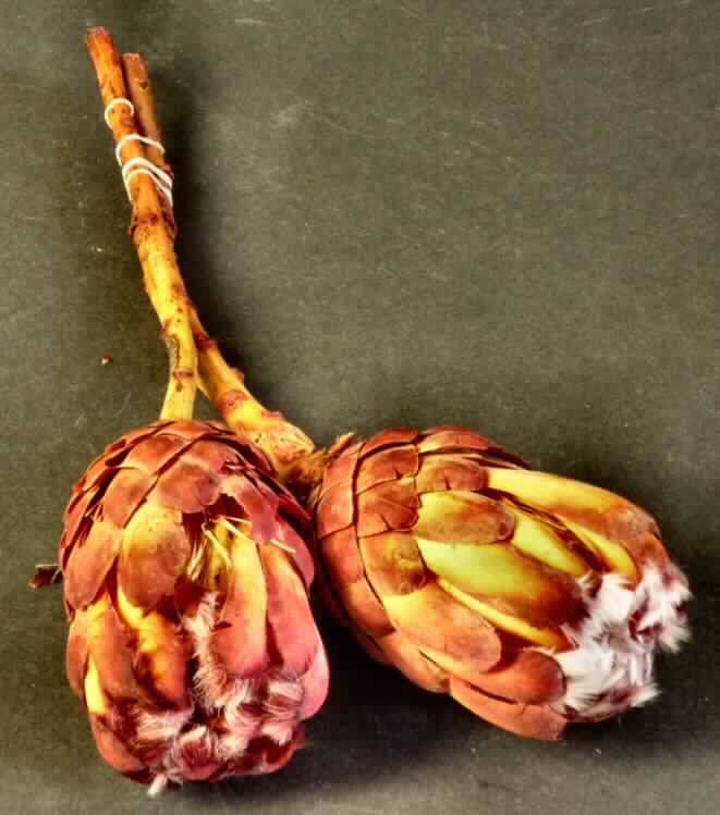 Getrocknete Blütenstände von Protea grandiceps

Ein Warenmuster lag vor.

Verholzte, getrocknete und bestielte, braun bis rot gefärbte Blütenstände von Protea grandiceps; 
Länge ca. 11 cm, mit Stiel ca. 33 cm.

Getrocknete Blütenstände von Protea grandiceps werden üblicherweise vom Blumenhandel zu 
Zierzwecken geliefert.

Blütenstände von Protea grandiceps, geschnitten, zu Binde- und Zierzwecken, getrocknet