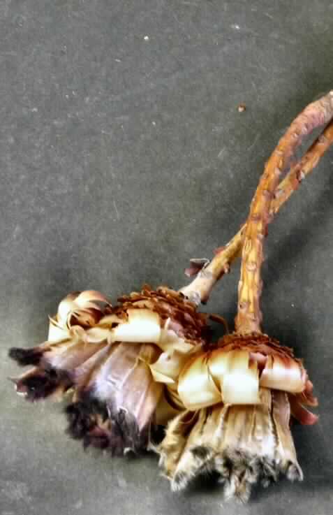 Getrocknete Blütenstände von Protea neriifolia

Ein Warenmuster lag vor.

Verholzte, getrocknete und bestielte, hellbraun bis violett gefärbte Blütenstände von Protea neriifolia; 
Länge ca. 6 cm, mit Stiel ca. 25 cm.

Getrocknete Blütenstände von Protea neriifolia werden üblicherweise vom Blumenhandel zu 
Zierzwecken geliefert.

Blütenstände von Protea neriifolia, geschnitten, zu Binde- und Zierzwecken, getrocknet