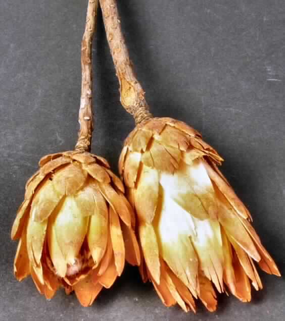 Getrocknete Blütenstände von Protea Repens

Ein Warenmuster lag vor.

Verholzte, getrocknete und bestielte, orange gefärbte Blütenstände von Protea Repens; 
Länge ca. 13 cm, mit Stiel ca. 38 cm.

Getrocknete Blütenstände von Protea Repens werden üblicherweise vom Blumenhandel zu Zierzwecken geliefert.

Blütenstände von Protea Repens, geschnitten, zu Binde- und Zierzwecken, getrocknet