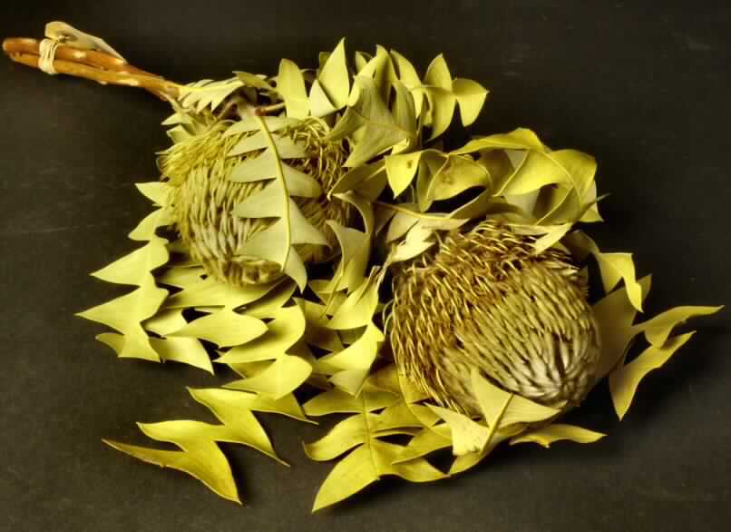 Getrocknete Blütenstände von Banksia baxterii

Ein Warenmuster lag vor.

Getrockneter, verholzter, brauner Zweig mit blassgrünen, linealen, fiederschnittigen Blättern mit dreieckigen Lappen und einem zapfenartigen Blütenstand (Länge ca. 8 cm; Durchmesser ca. 8 cm) mit vielen schlanken, gelbbraunen Einzelblüten; Gesamtlänge ca. 40 cm.

Getrocknete Blütenstände von Banksia baxterii werden üblicherweise vom Blumenhandel zu Zierzwecken geliefert.

Blütenstände von Banksia baxterii, geschnitten, zu Binde- und Zierzwecken, getrocknet