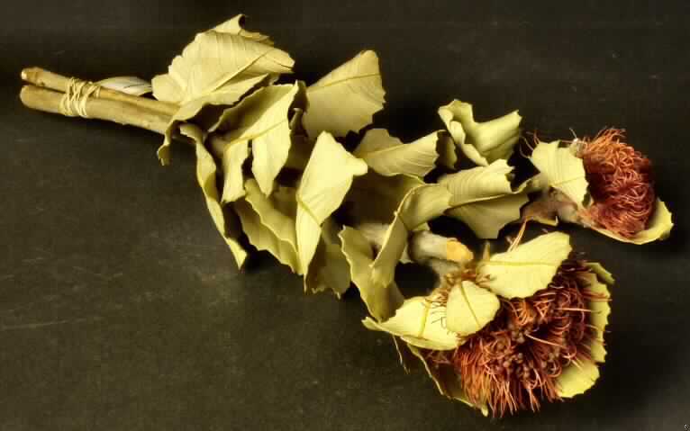 Getrocknete Blütenstände von Banksia coccinea

Ein Warenmuster lag vor.

Getrockneter, verholzter, brauner Zweig mit blassgrünen, herzförmigen Blättern mit gezahntem Rand und einem Blütenstand (Länge ca. 4,5 cm; Durchmesser ca. 5 cm) mit vielen schlanken, rötlich gefärbten Einzelblüten; Gesamtlänge ca. 40 cm.

Getrocknete Blütenstände von Banksia coccinea werden üblicherweise vom Blumenhandel zu Zierzwecken geliefert.

Blütenstände von Banksia coccinea, geschnitten, zu Binde- und Zierzwecken, getrocknet